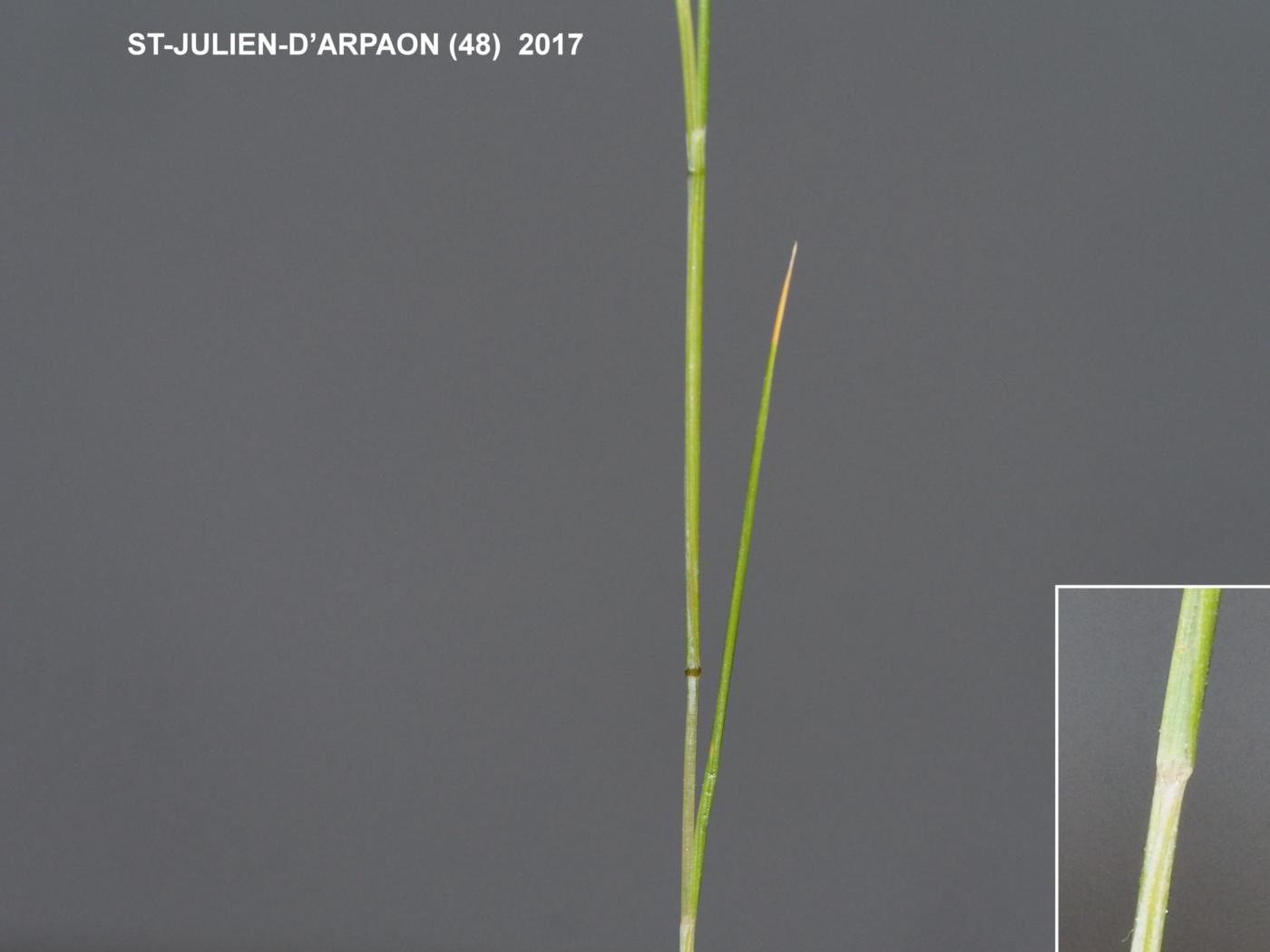 Fescue, Squirrel-tail leaf